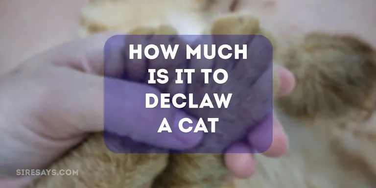 how much is it to declaw a cat