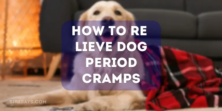 how to relieve dog period cramps